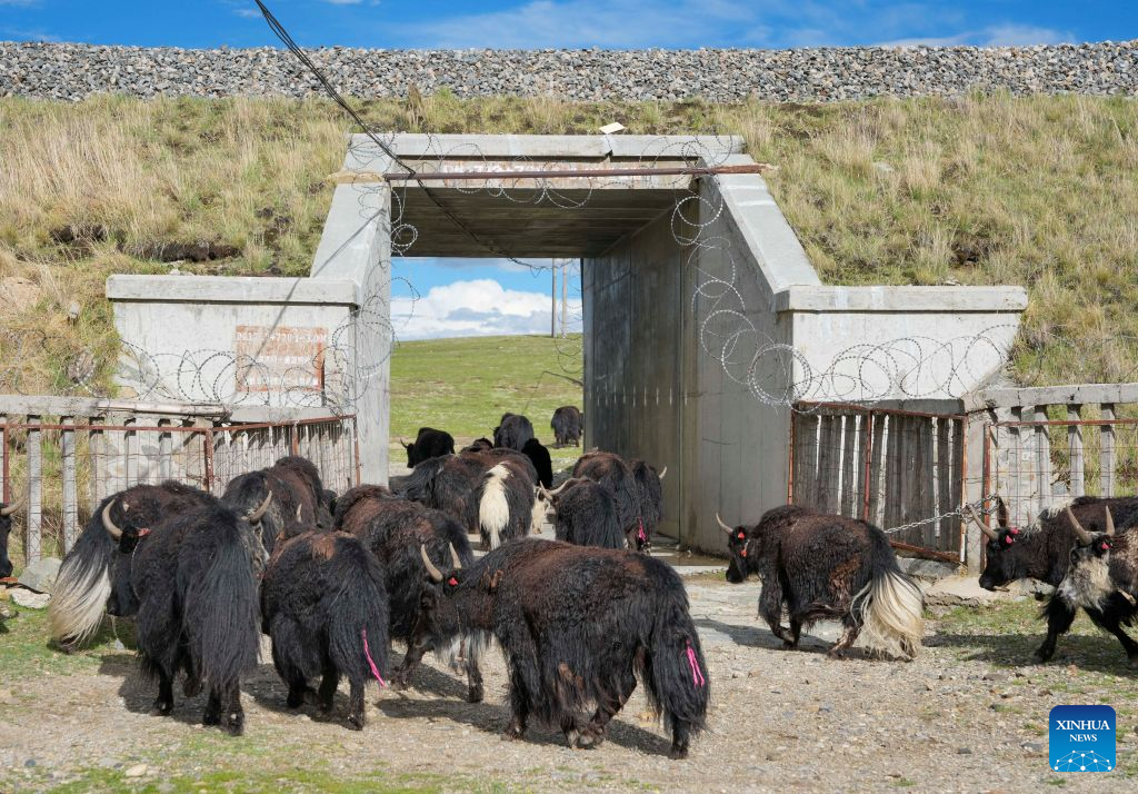 Corredores ecológicos ao longo da Ferrovia Qinghai-Xizang facilitam passagem de iaques e ovinos no Planalto Tibetano