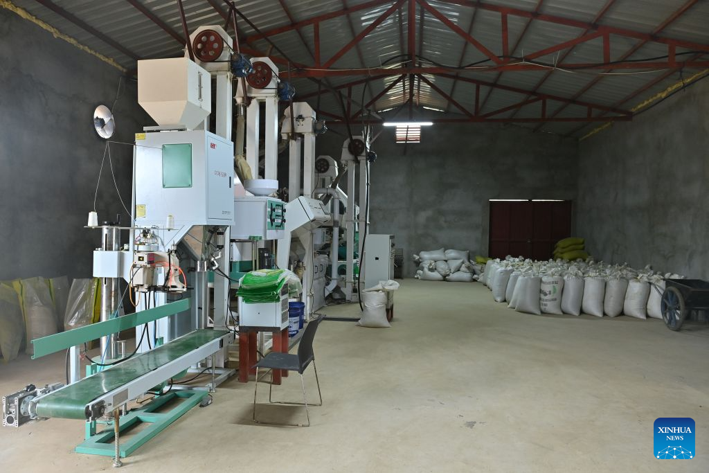 Arroz híbrido chinês traz nova esperança de colheitas abundantes para agricultores da Guiné