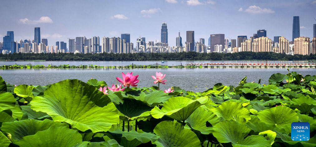 Verão enfeita o Lago Oriental de Wuhan com flores de lótus e biodiversidade