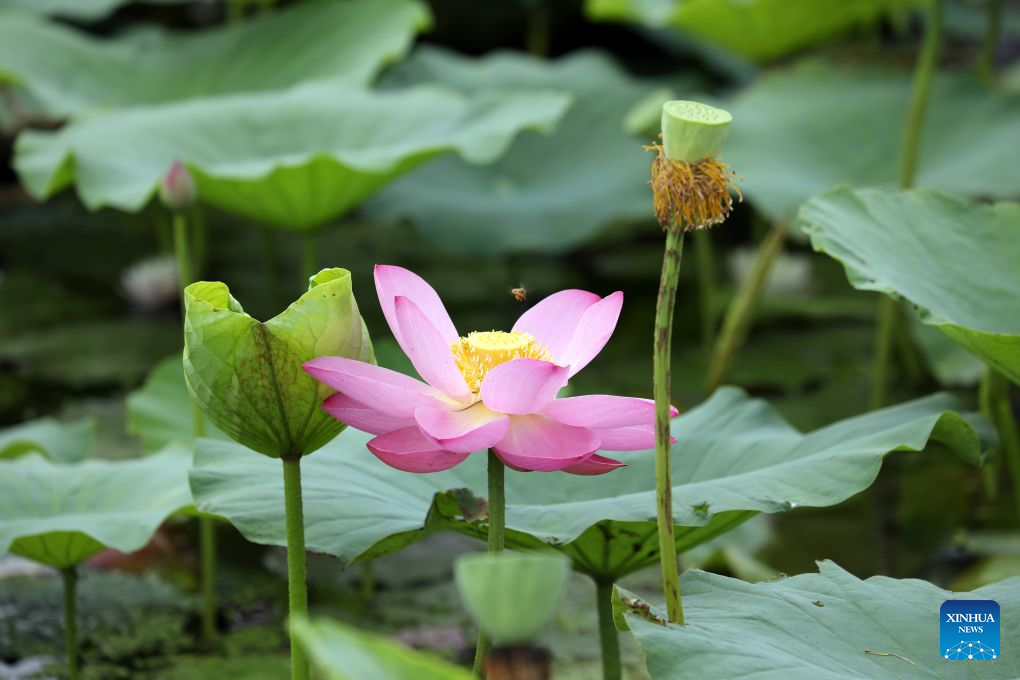 Lótus em flor iluminam as paisagens de verão pela China
