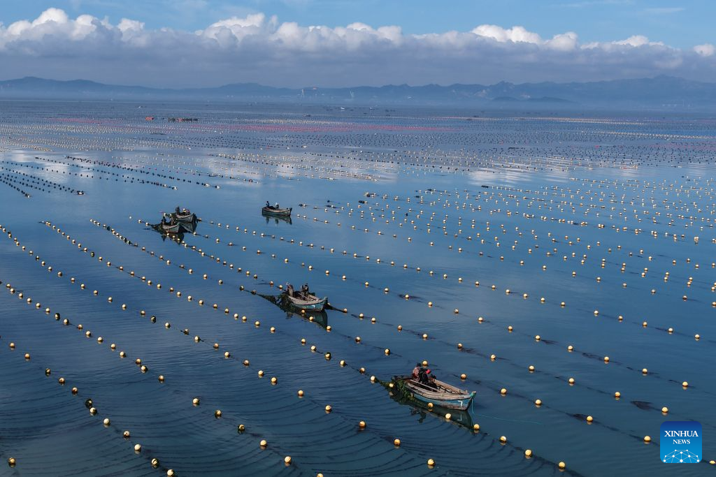 Cultivo de alga Gracilaria se expande nas águas costeiras de Rongcheng, na Província de Shandong