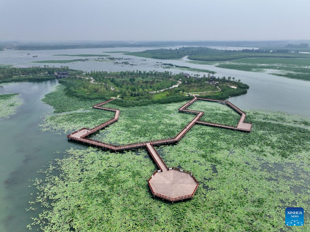 Lago Baiyangdian apresenta impressionante recuperação ecológica em Xiong'an, norte da China