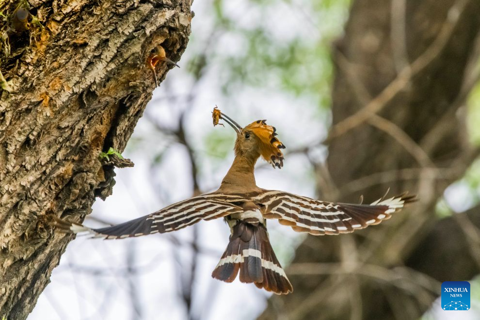Aves migratórias cuidam de seus filhotes nos pântanos de Heilongjiang, no nordeste da China