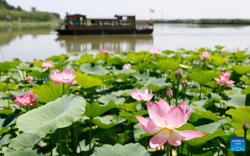 Flores de lótus encantam visitantes em parque de pântano em Yinchuan, no noroeste da China